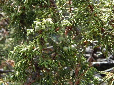 Juniperus durangensis, photographed by Norma Piedra