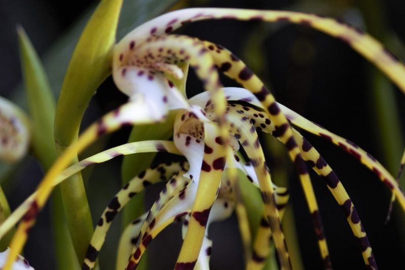 Maxillaria speciosa, photographed by Dan Riley