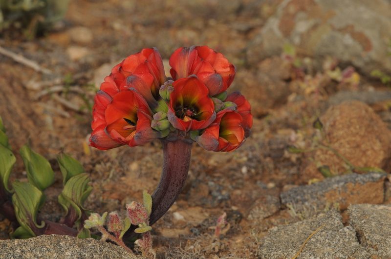 Bomarea ovallei, photographed by aacocucci
