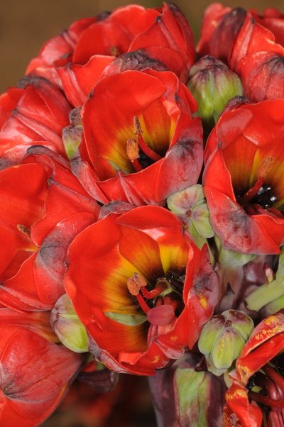 Bomarea ovallei, photographed by aacocucci