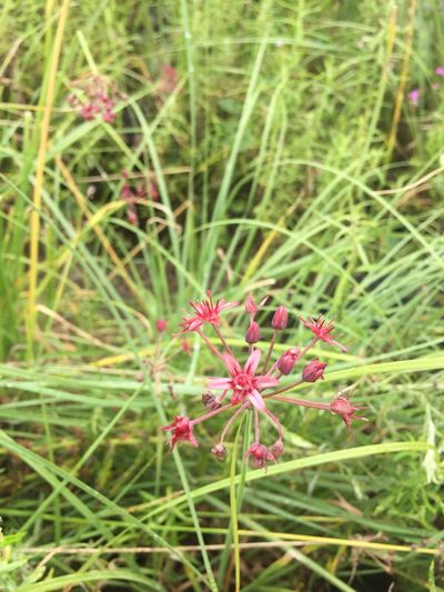 Allium glandulosum, photographed by Mariana Yuste Ramírez