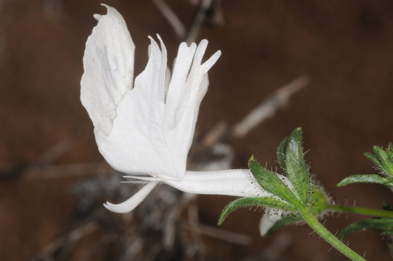 Schizanthus candidus, photographed by aacocucci