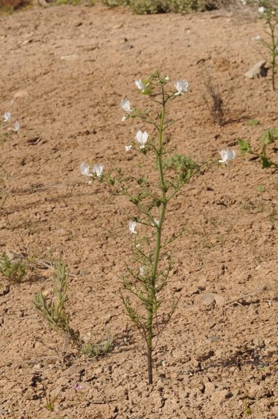 Schizanthus candidus, photographed by aacocucci