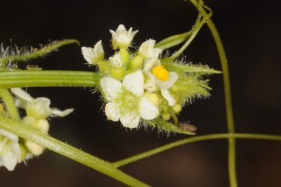 Sicyos baderoa, photographed by aacocucci