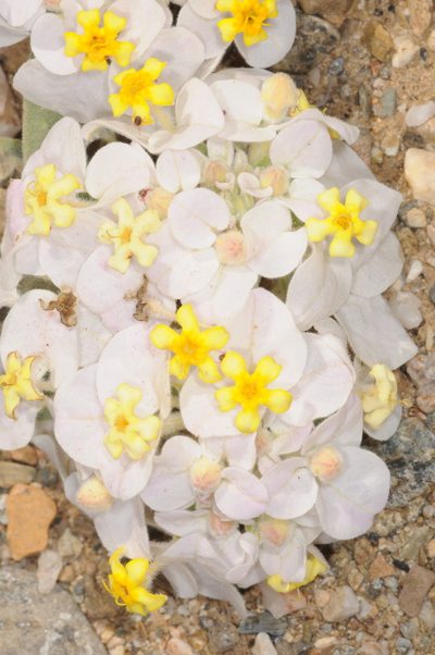 Cruckshanksia hymenodon, photographed by aacocucci