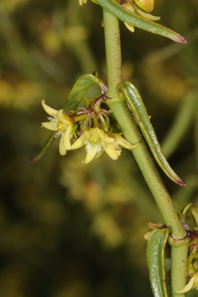 Diplolepis viridis, photographed by aacocucci