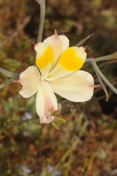 Alstroemeria kingii, photographed by aacocucci