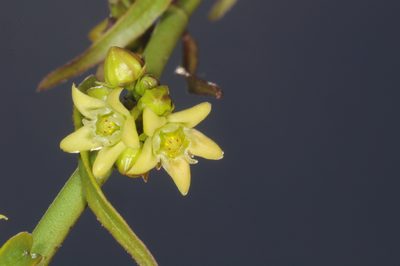 Diplolepis viridis, photographed by aacocucci