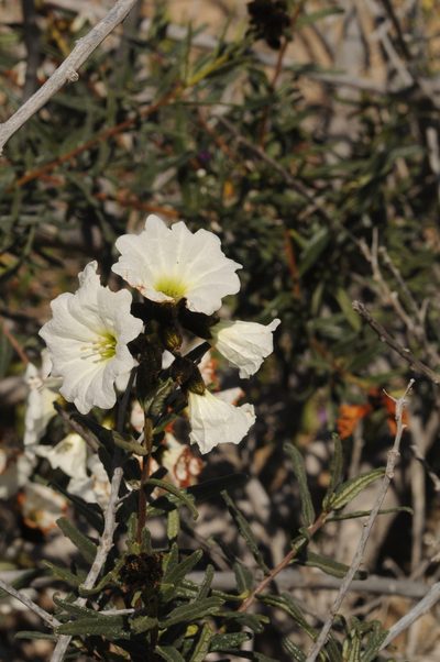 Cordia decandra, photographed by aacocucci