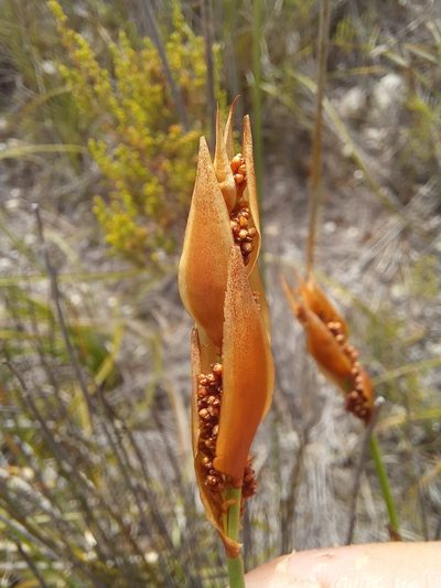 Elegia juncea, photographed by kevin koen
