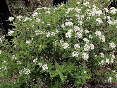 Pimelea longifolia, photographed by Duncan Cunningham