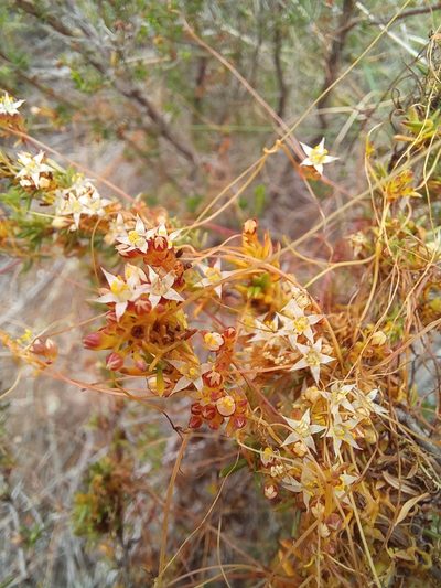 Cuscuta nitida, photographed by kevin koen