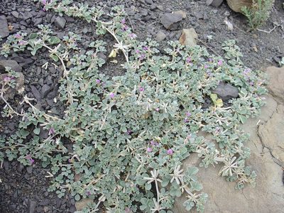 Indigastrum argyroides, photographed by Jean-Paul Boerekamps