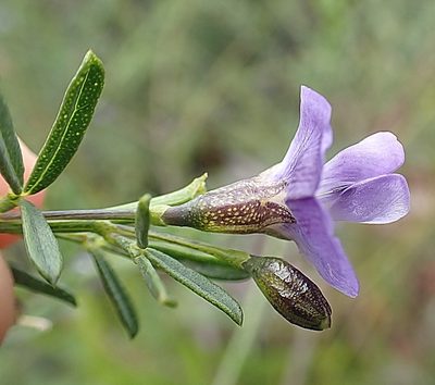Psoralea axillaris, photographed by Di Turner