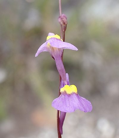 Utricularia welwitschii, photographed by Di Turner