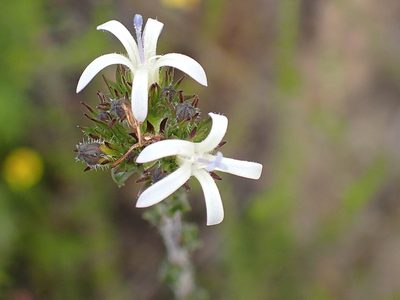 Wahlenbergia desmantha, photographed by Di Turner