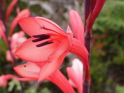Watsonia fourcadei, photographed by Di Turner