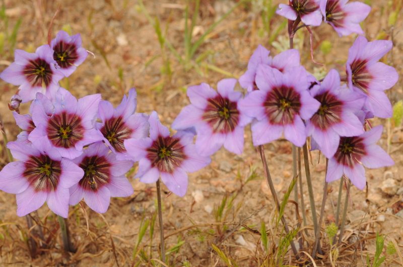 Leucocoryne purpurea, photographed by aacocucci