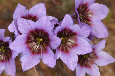Leucocoryne purpurea, photographed by aacocucci