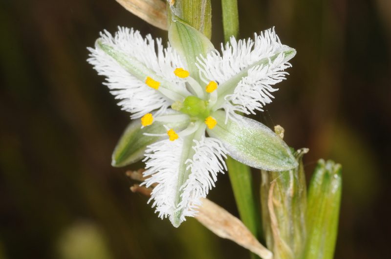 Trichopetalum plumosum, photographed by aacocucci