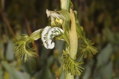 Bipinnula fimbriata, photographed by aacocucci
