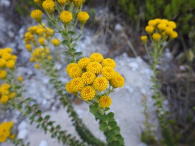 Athanasia dentata, photographed by Matthew Fainman