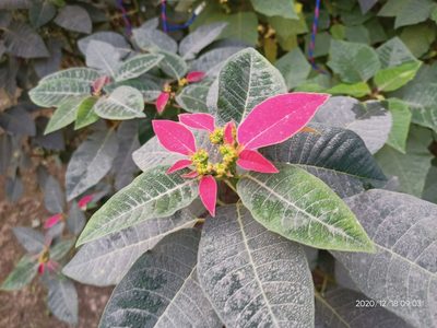Euphorbia pulcherrima, photographed by Sabarni Sarker