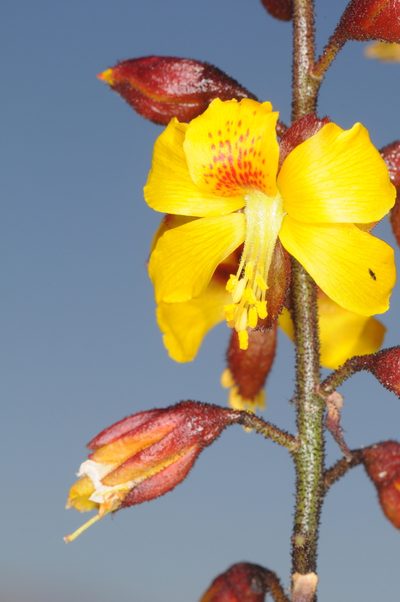 Erythrostemon angulatus, photographed by aacocucci