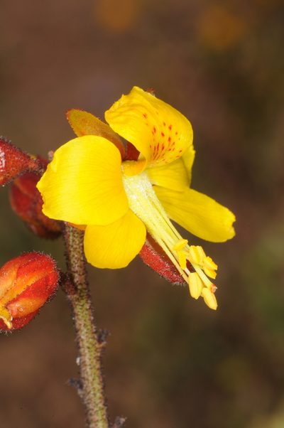 Erythrostemon angulatus, photographed by aacocucci