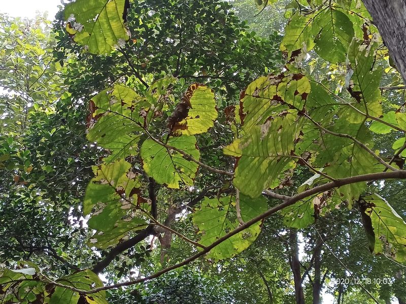Shorea robusta, photographed by Sabarni Sarker
