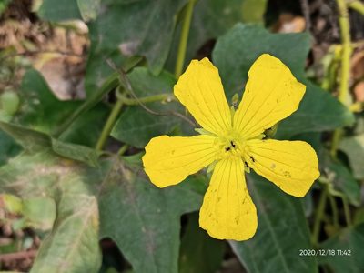 Luffa aegyptiaca, photographed by Sabarni Sarker