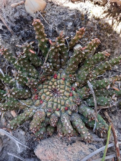 Euphorbia procumbens, photographed by kevin koen