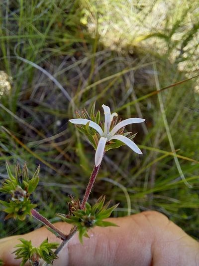 Wahlenbergia rubens, photographed by kevin koen