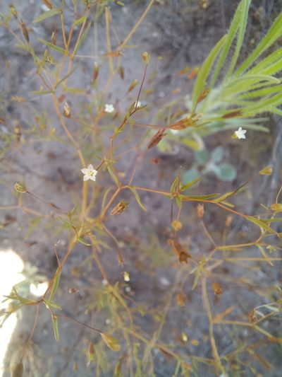 Wahlenbergia exilis, photographed by kevin koen