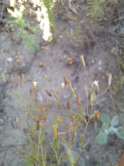 Wahlenbergia exilis, photographed by kevin koen