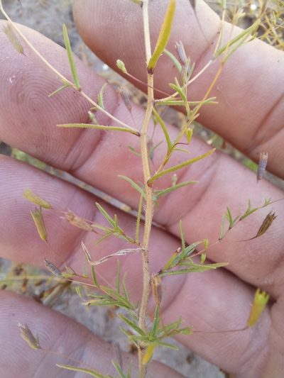 Wahlenbergia exilis, photographed by kevin koen