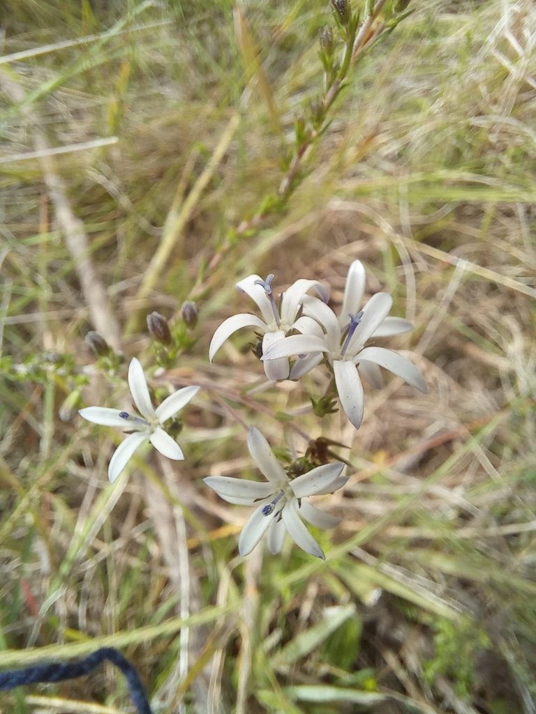 Wahlenbergia unidentata, photographed by kevin koen