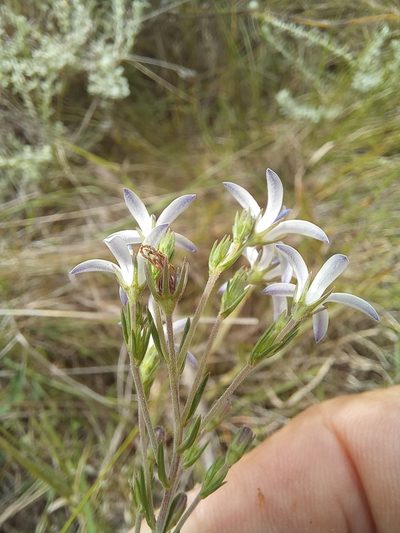 Wahlenbergia unidentata, photographed by kevin koen