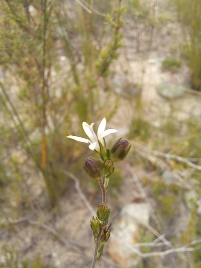 Wahlenbergia unidentata, photographed by kevin koen