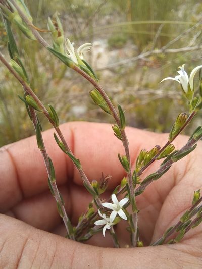 Wahlenbergia unidentata, photographed by kevin koen