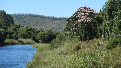 Calodendrum capense, photographed by Di Turner