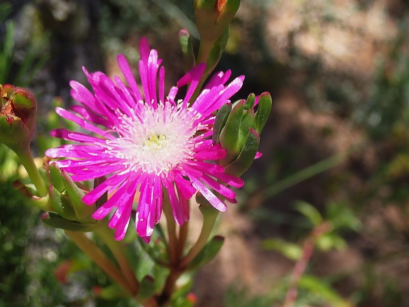 Ruschia duthieae, photographed by Di Turner
