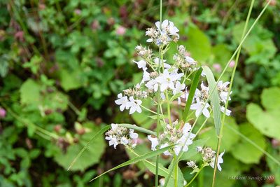 Campanula lactiflora, photographed by Mikhail Nevsky