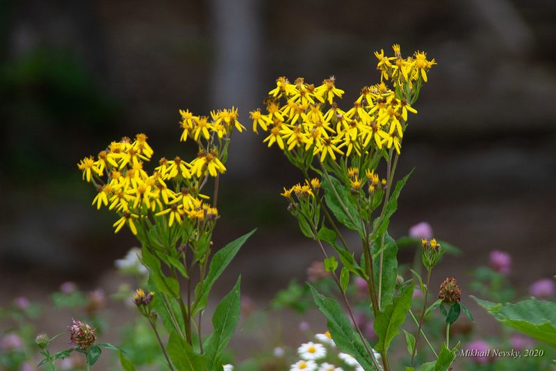 Senecio propinquus, photographed by Mikhail Nevsky