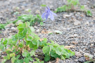 Aquilegia olympica, photographed by Mikhail Nevsky