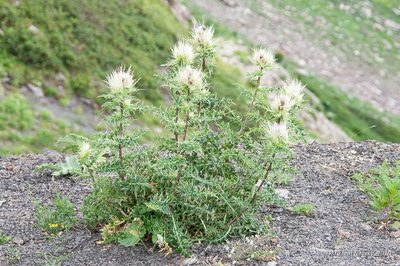 Cirsium obvallatum, photographed by Mikhail Nevsky