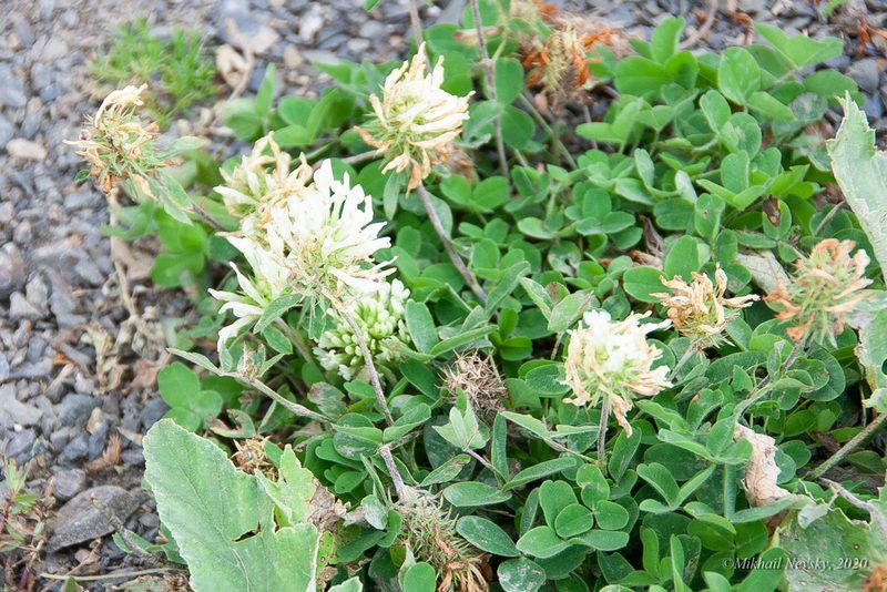 Trifolium canescens, photographed by Mikhail Nevsky