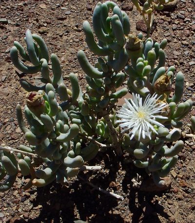 Mesembryanthemum tetragonum, photographed by Jean-Paul Boerekamps