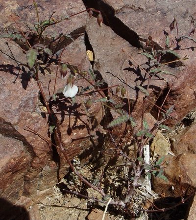 Hermannia cernua, photographed by Jean-Paul Boerekamps