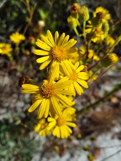 Chrysopsis highlandsensis, photographed by Scott Ward